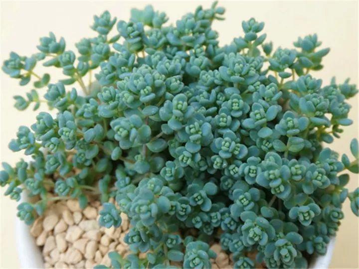 100种常见多肉的养法图片大全,60种好度夏的多肉植物