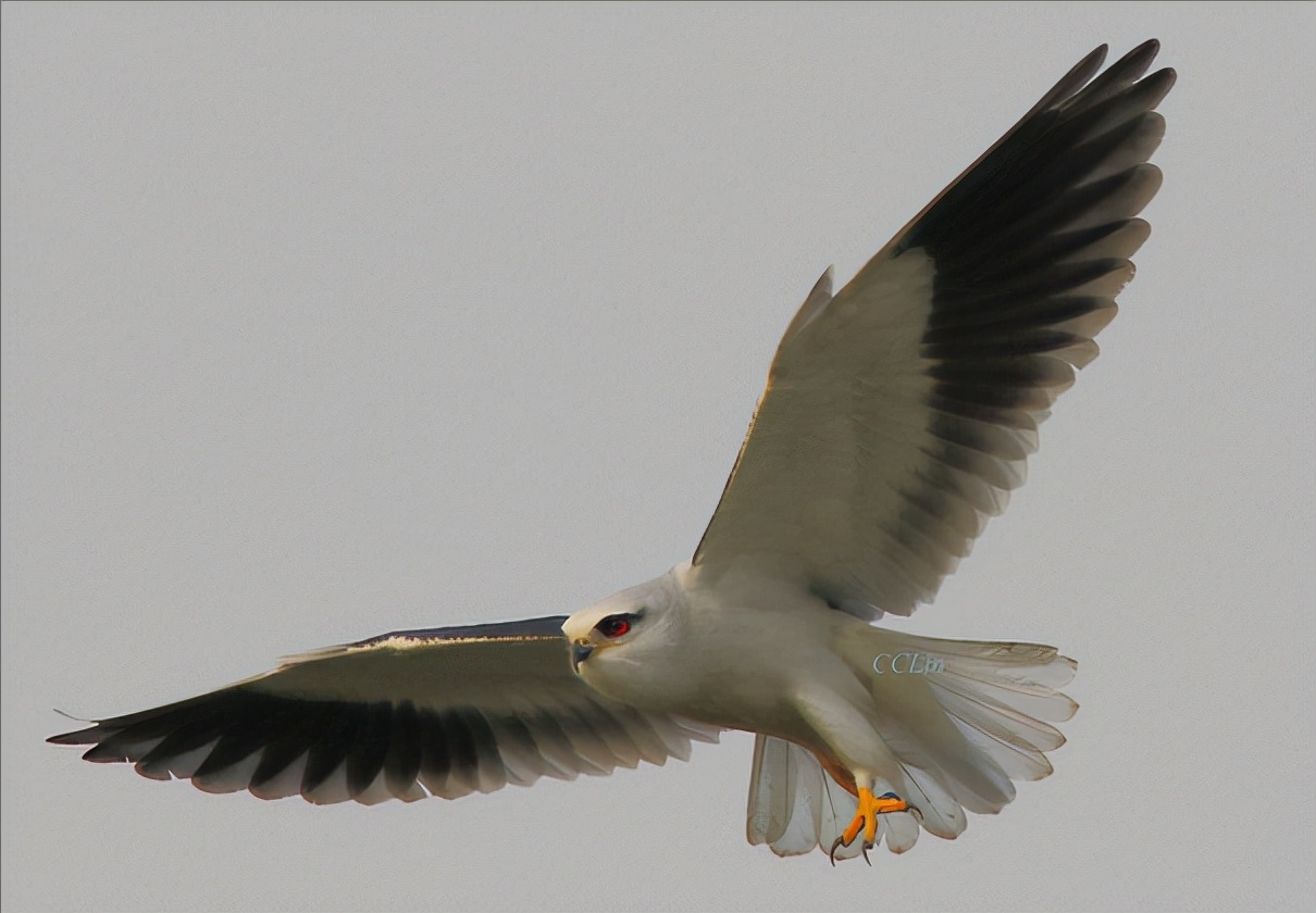 东江揽胜,惠州淡水常见鸟类图谱