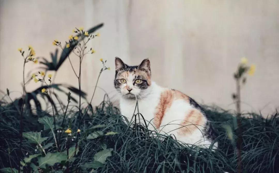 今年破财的最佳解决方法,注意这5种情况别再上当啦