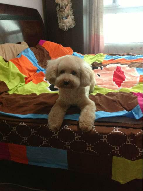 怎么挑选狗粮泰迪狗吃,8岁泰迪吃什么狗粮最好