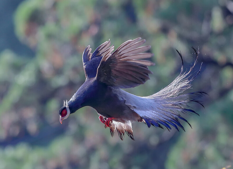 东江揽胜,惠州淡水常见鸟类图谱