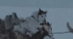 拉雪橇救小镇的哈士奇电影,哈士奇从狗肉馆救出来的二哈