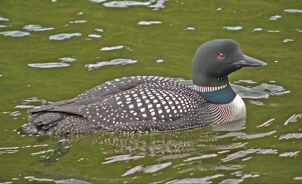 东江揽胜,惠州淡水常见鸟类图谱