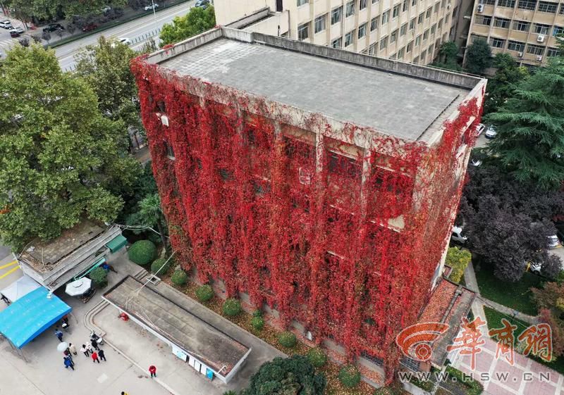 神奇！西安理工大学有道“爬山虎瀑布”，已挂30年，到了秋天就变红