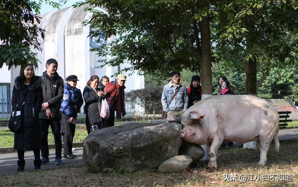 汶川地震猪坚强是个小猪还是大猪,汶川地震未死的猪今年几岁了