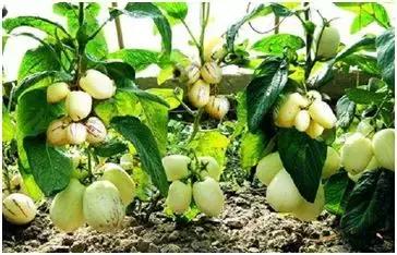 4个小生意能赚大钱想致富别错过,100个水果创业项目介绍