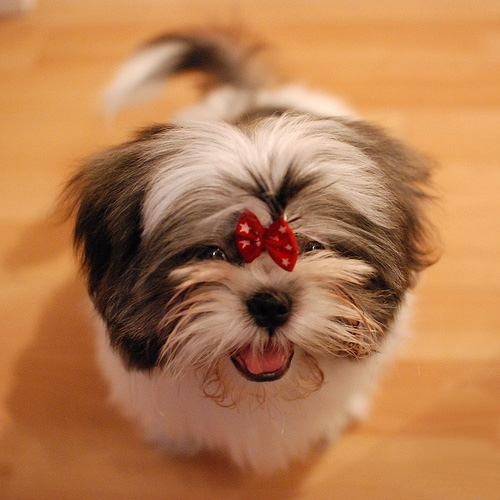 狗狗生理期是一次就会怀孕吗,狗狗生理期穿生理裤大便怎么办