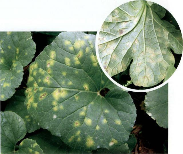 甜瓜霜霉病危害叶片减产严重，采取5项技术措施综合防治效果好