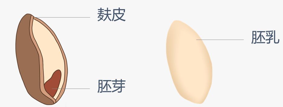 莲雾治痔疮的最佳方法,毫菊及杭白菊对痔疮有治疗作用吗