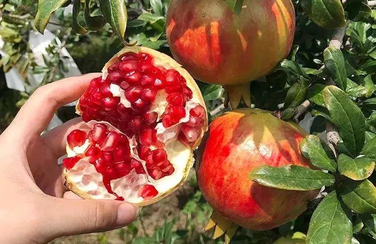 石榴突尼斯软籽石榴爆甜多汁,好吃不吐籽的突尼斯软籽石榴来了