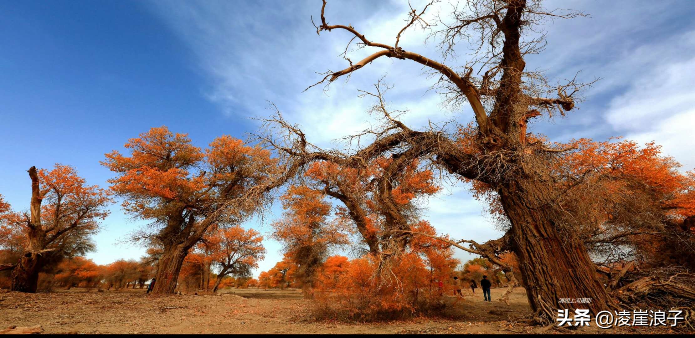品过最烈的酒爬过最陡的峰却忘不掉胡杨里的一抹麦浪