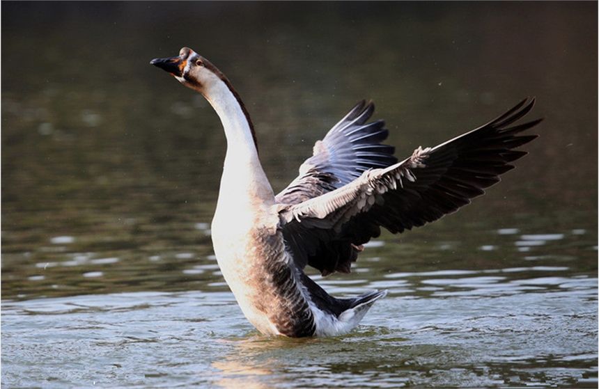 养肉鹅养哪个品种,什么品种的肉鹅容易饲养