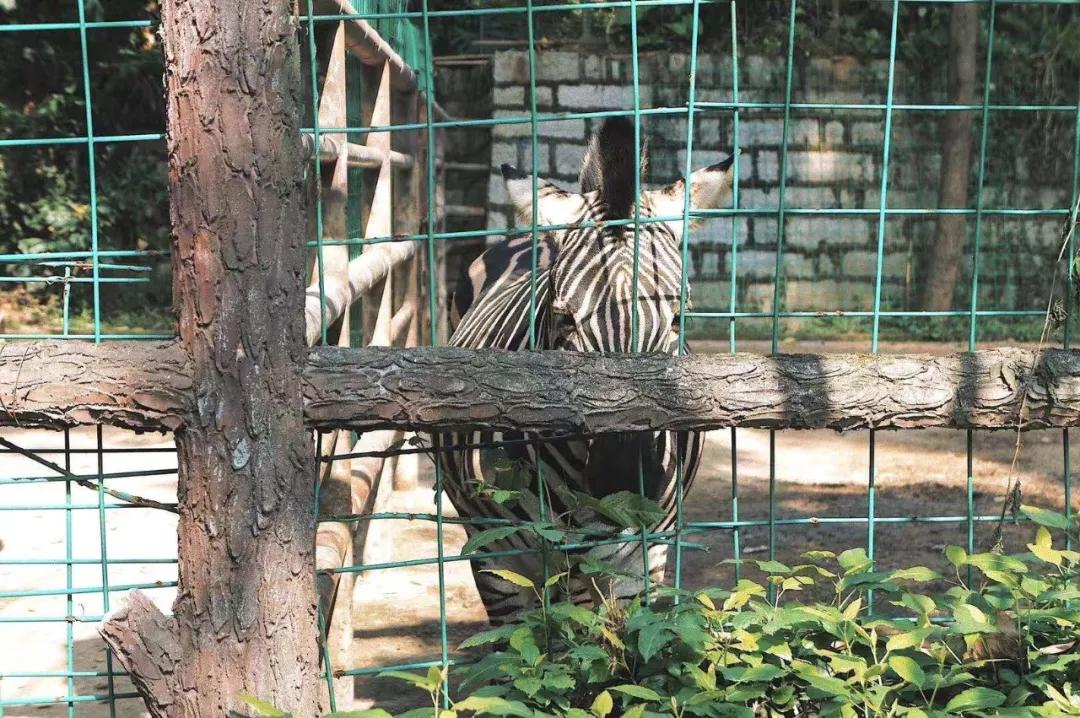 在动物园散步才是正经事|暴走福州