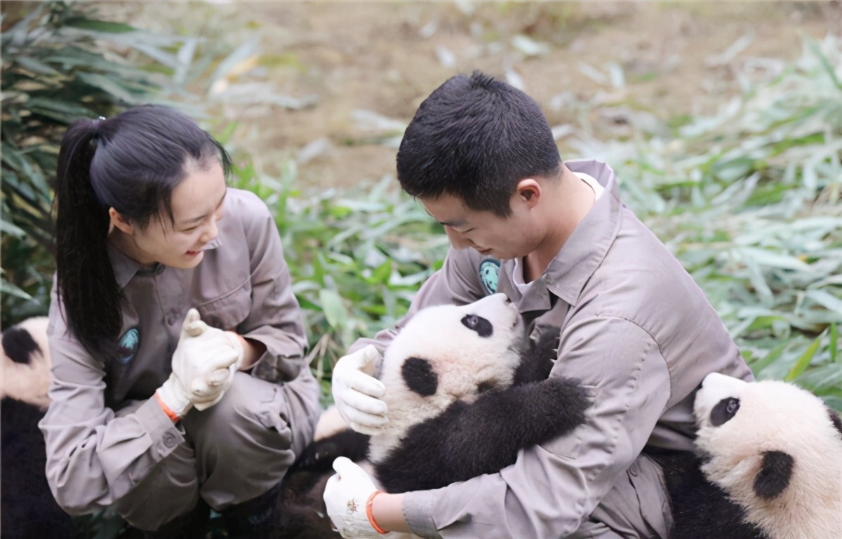 老虎被母猪养大视频,小老虎被猪妈妈养大