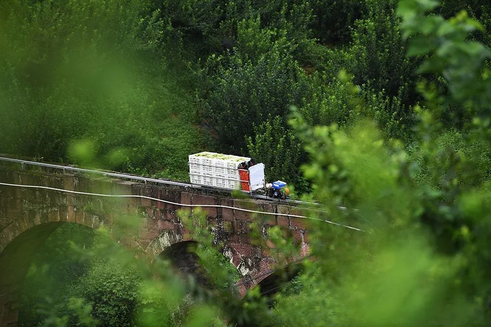 乌牛村来了6个年轻人,打造出一把致富“金钥匙”