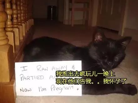 猫猫静悄悄歌曲,当猫猫静悄悄地过去偷吃你的东西
