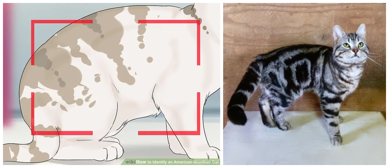 美短虎斑猫咪的品种,美国短毛猫虎斑价格