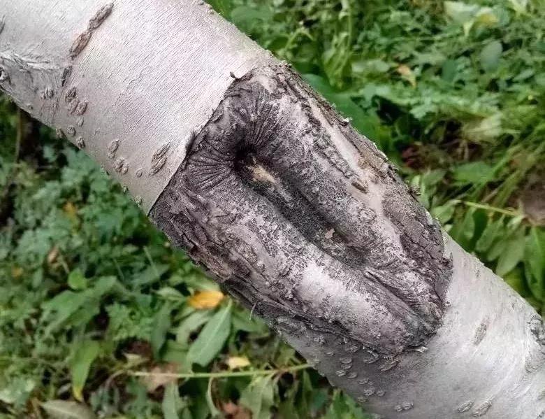 石硫合剂涂抹伤口,果树用石硫合剂