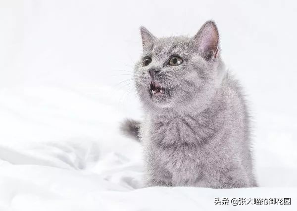 多猫家庭猫咪挑食该如何解决,猫咪挑食瘦怎么养胖