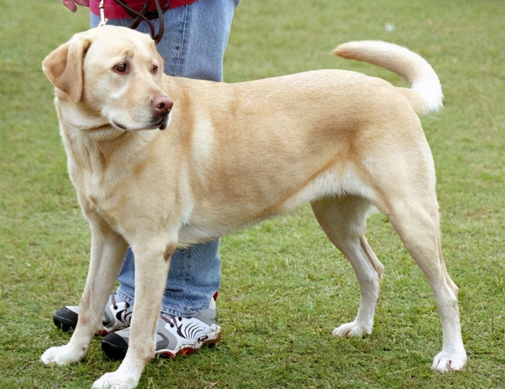 拉布拉多犬的四个缺点你能接受吗,拉布拉多犬不建议养的原因