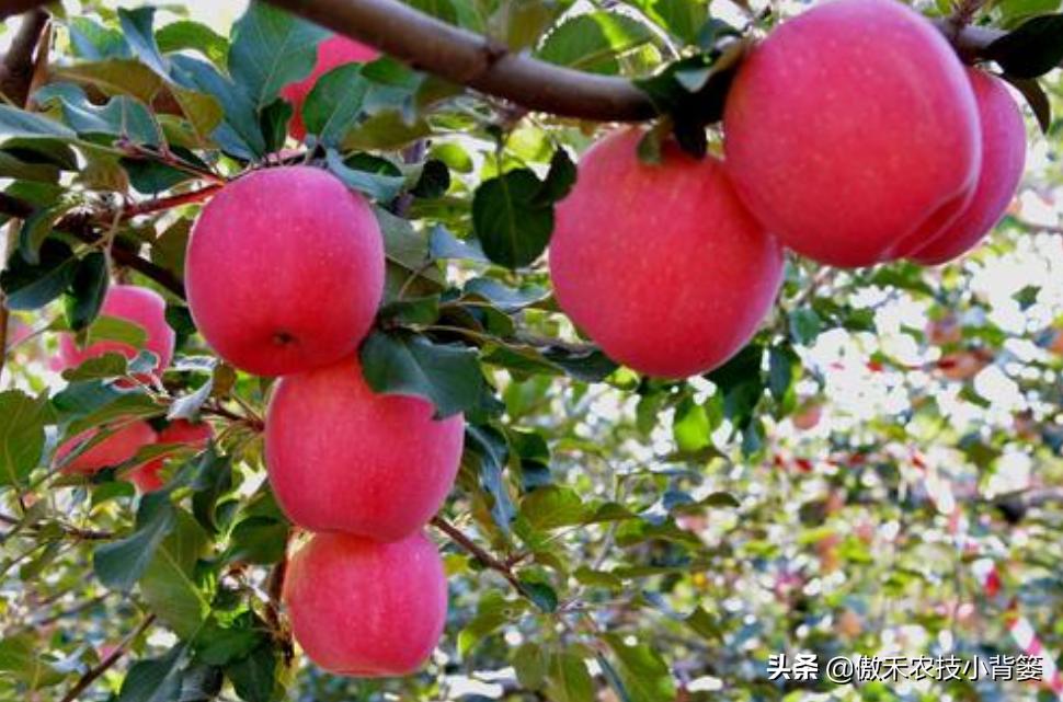 苹果缺铁病害怎么治,苹果缺锌病害