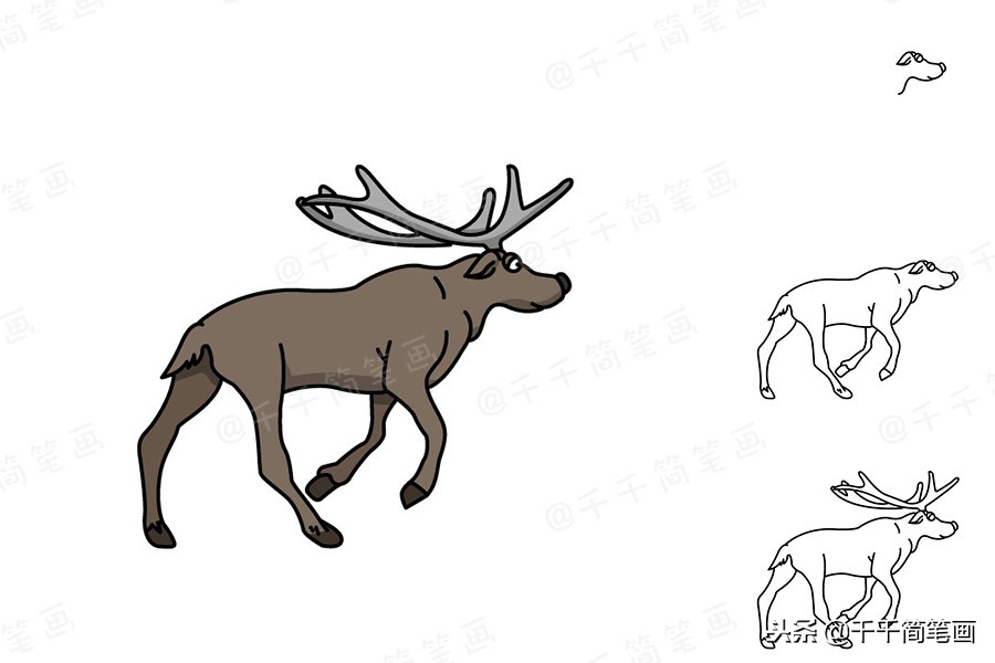 豹子乌龟简笔画,儿童画画8-10岁简笔画小动物