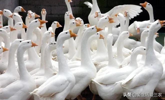 没有本钱搞哪些养殖业最好了,目前农村搞什么养殖业最好赚钱