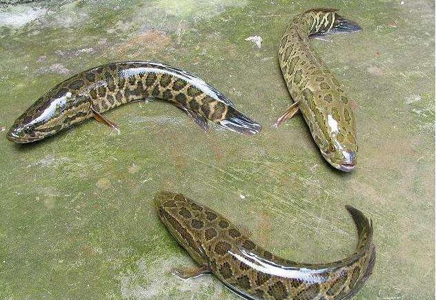 黑鱼有多凶猛巨物,野生黑鱼怎么养能让它吃饲料