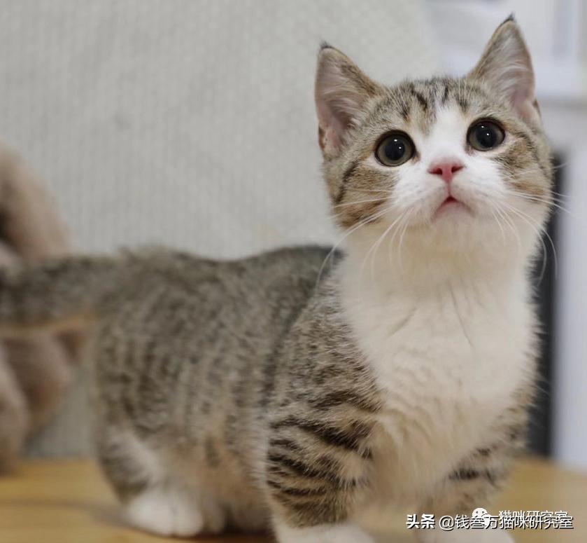 刚生的小猫母猫不在如何照顾,早产没长毛的小猫怎么救活