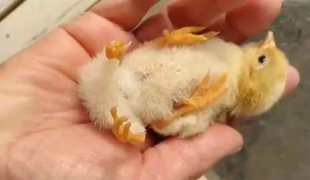 鸡伸头张嘴喘气怎么办,鸡伸脖子张嘴什么原因