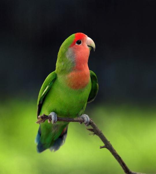 蜂鸟的简介,澳洲鹦鹉岛简介