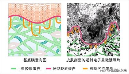胶原蛋白肽源头,胶原蛋白原料的来源