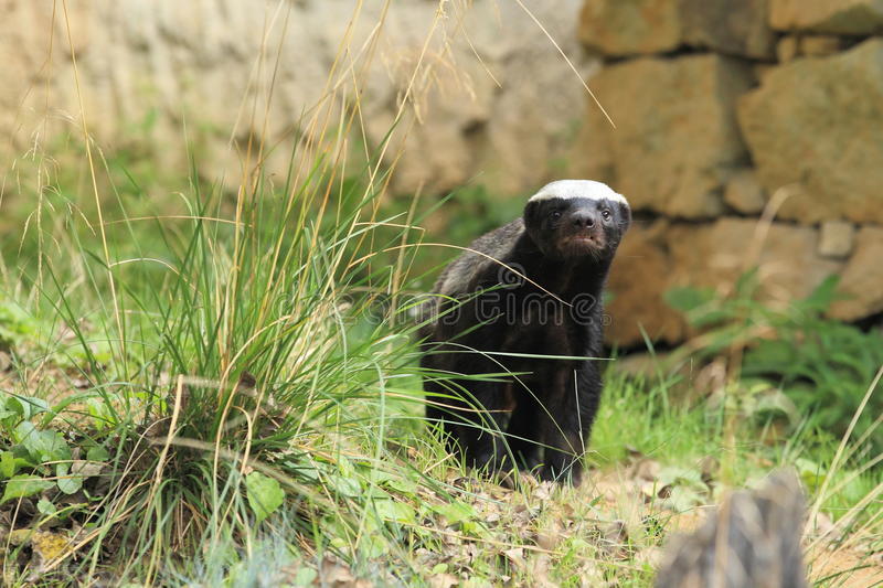 平头哥蜜獾无所畏惧智商很高,平头哥蜜獾到底是什么动物
