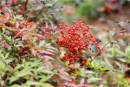 家乡特色美食分享,我家乡的特色是什么