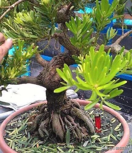 罗汉松枝条干枯黄叶怎么处理,罗汉松叶子干尖怎么补救