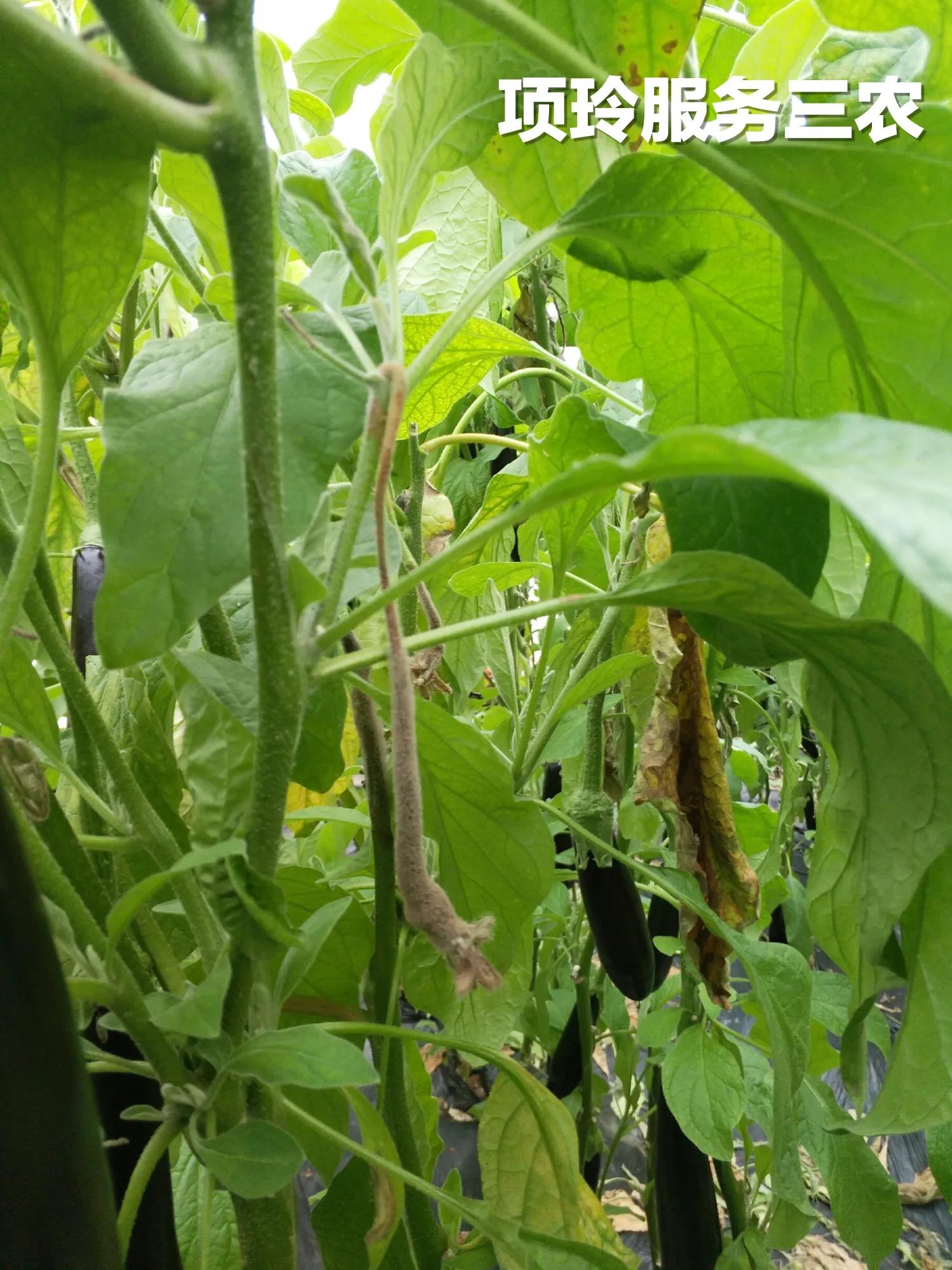 防治害虫,预防茄子烂果有两招