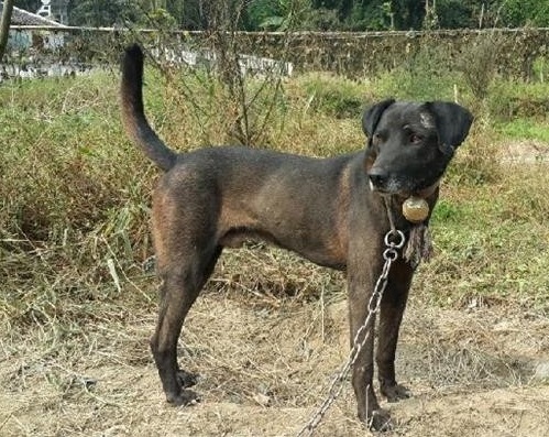 正宗凉山纯种红青猎犬,中华山简介