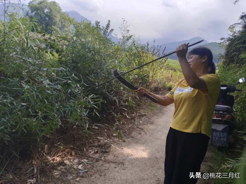 刘茂兰:含笑的影子