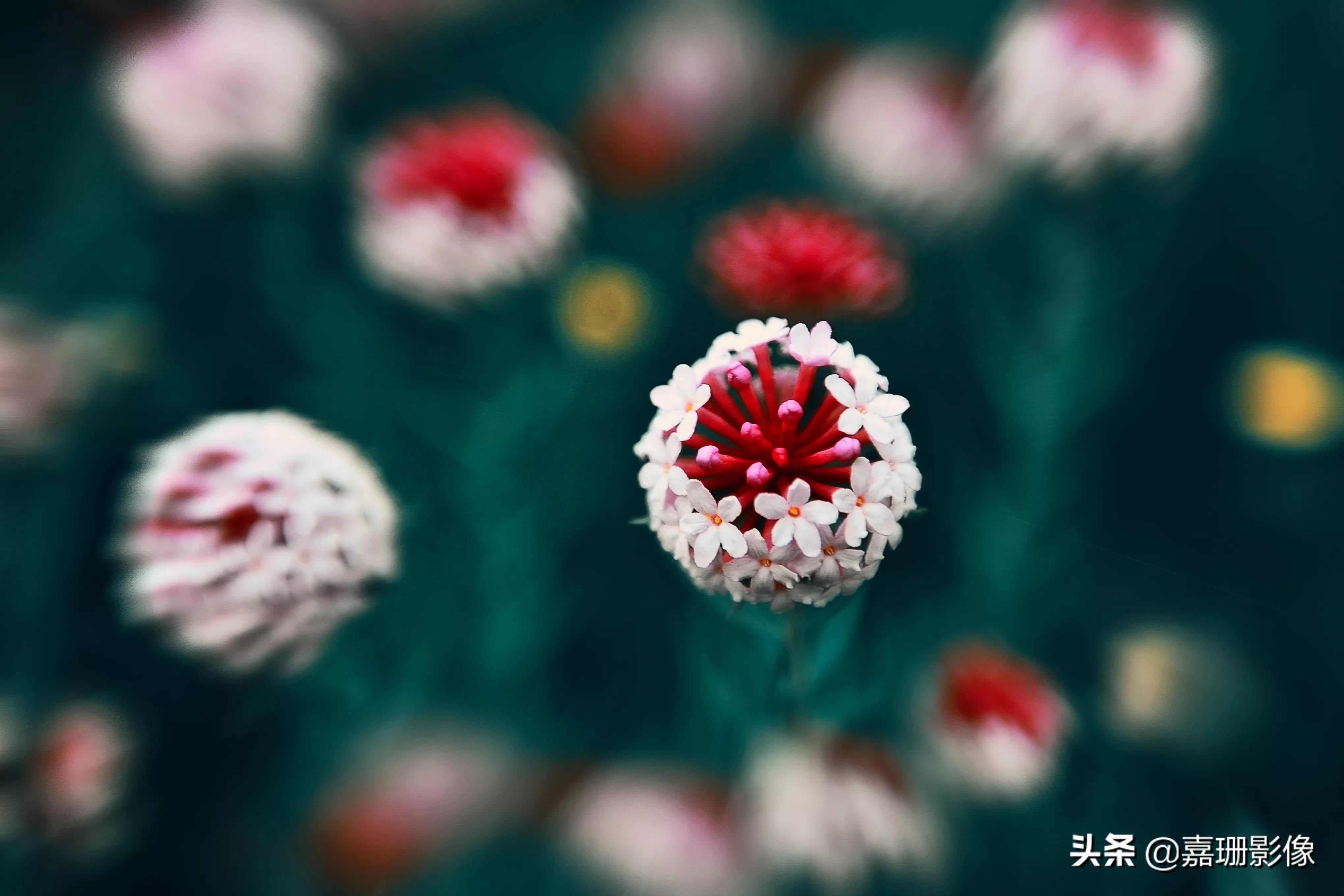 看看花容,听听花语2020年我镜头里的百种花卉