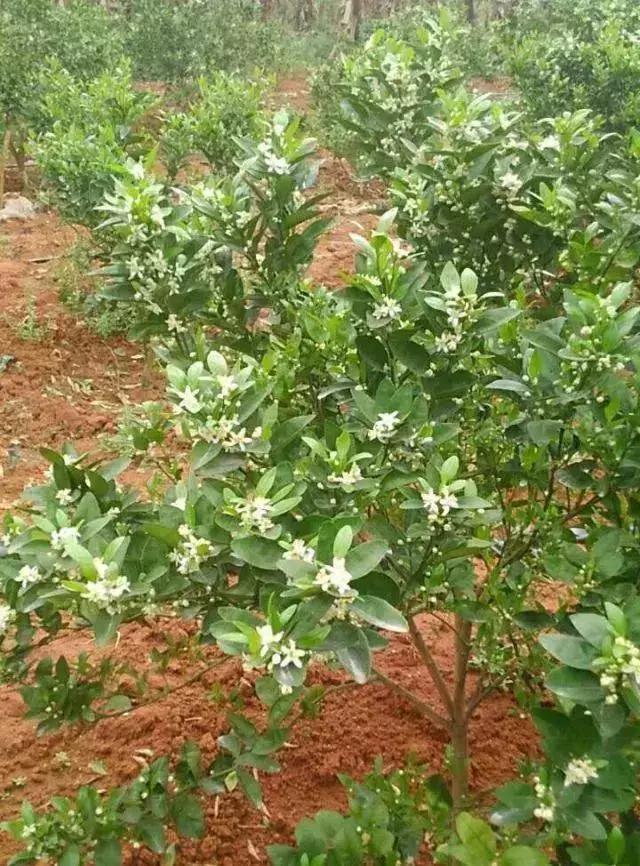 柑橘还不想留花怎样处理,柑橘幼树多大适合挂果