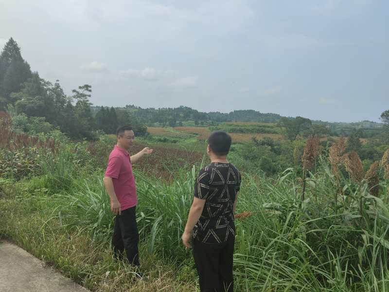 红了!红了!这些天的南充市嘉陵区龙蟠镇真的是“红遍天”了