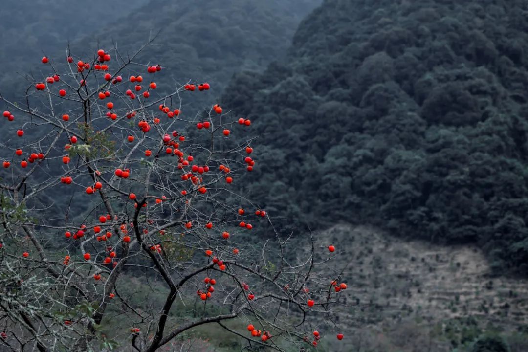 还没想好国庆去哪?自驾2.5小时,在秋日里泡温泉吃美食