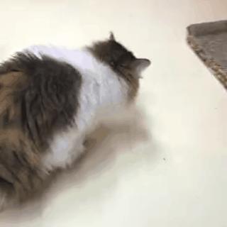 猫咪眼屎变多、咳嗽流鼻涕？别忽视了“嫌犯”支原体