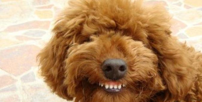 养泰迪犬的男生性格分析,泰迪犬的特点和性格