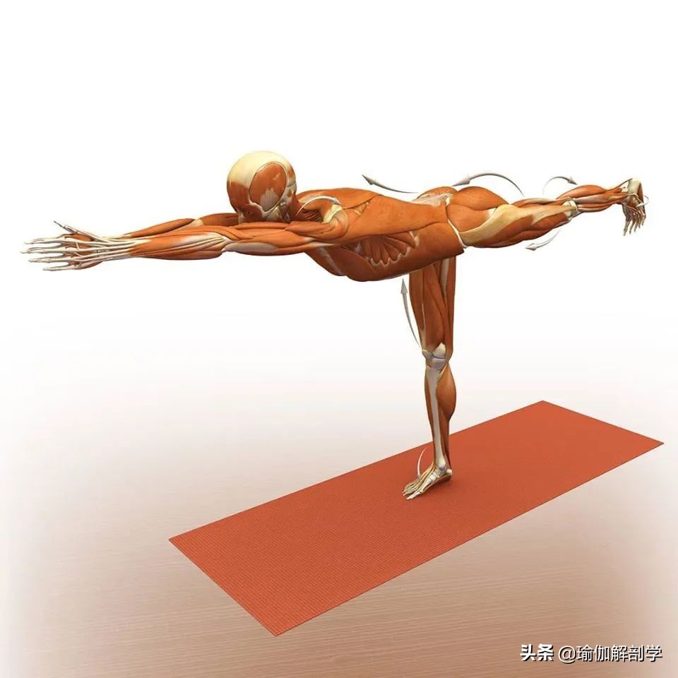 正位瑜伽哈他体式编排,精准正位60分钟瑜伽体式