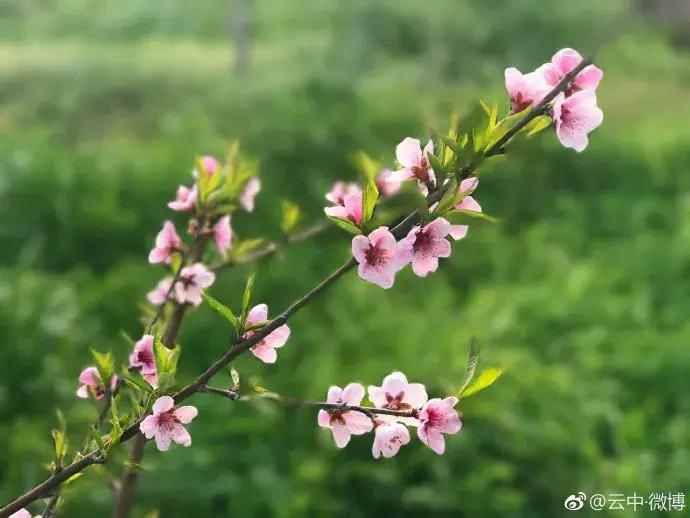 濡備綍鍖哄垎妯辫姳妗冭姳姊ㄨ姳鏉忚姳娴锋,妯辫姳妗冭姳鏉庤姳鏉忚姳濡備綍鍖哄垎