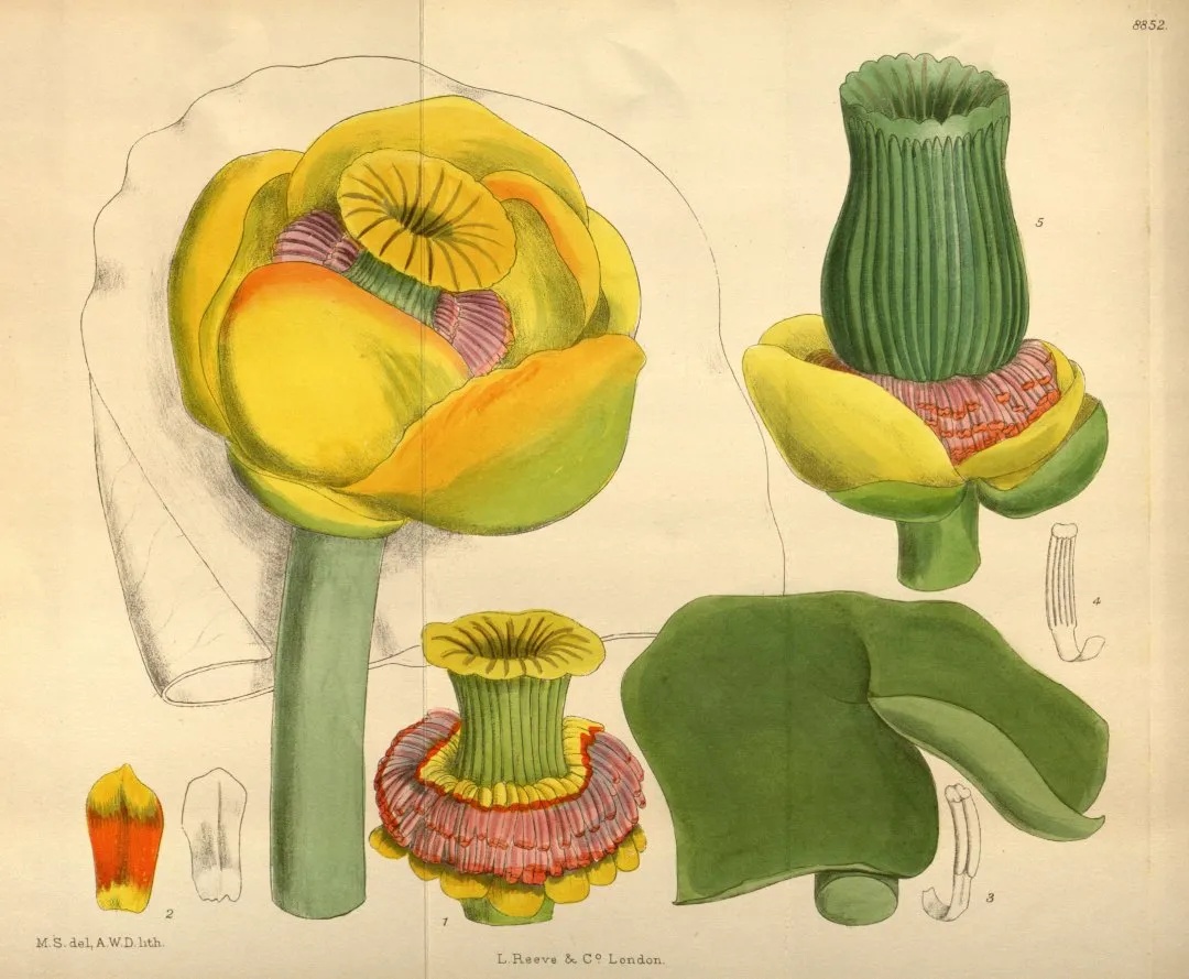 濒危稀有植物绘画,八大濒危珍稀植物