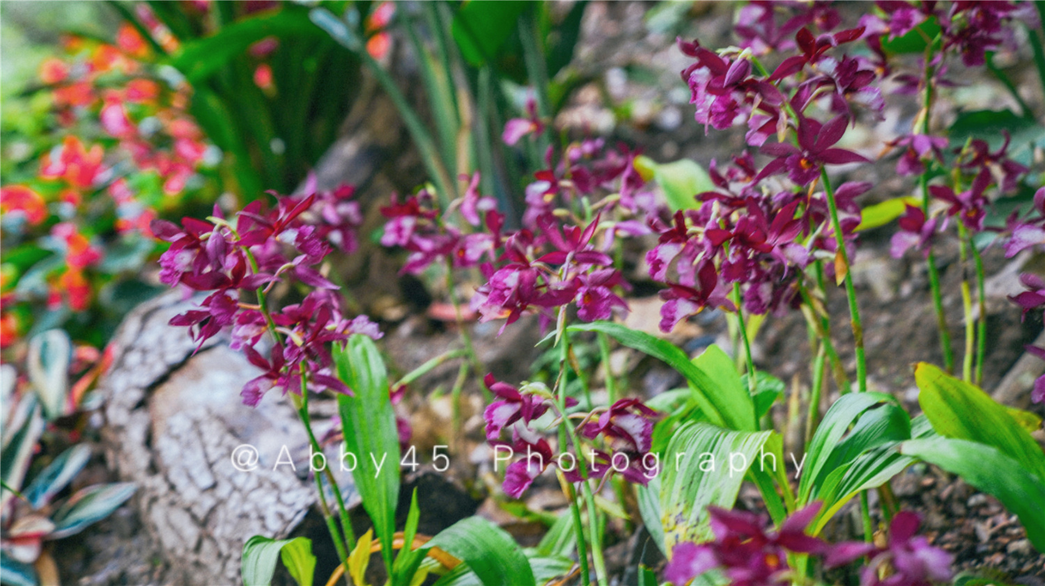 国内十大兰圃之一在福州，莫负好*光春**，免费尽享兰花的春之盛宴