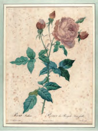 红衣主教来历,红衣主教月季分布区域