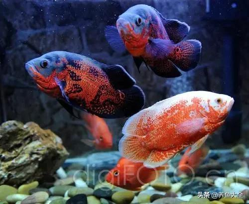 鱼缸入新鱼要注意什么,刚入缸的鱼蒙眼怎么办